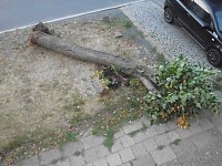 Bild: Nachruf auf eine Ilfelder Linde
