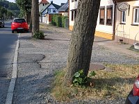 Bild: Nachruf auf eine Ilfelder Linde