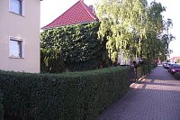 Die Stirnseite des Hauses in der Bochumer Straße ist vollständig grün. Bild: Die Stirnseite des Hauses in der Bochumer Straße ist vollständig grün.