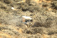 Flächenbrand bei Großwechsungen Bild: Flächenbrand bei Großwechsungen