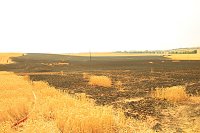 Flächenbrand bei Großwechsungen Bild: Flächenbrand bei Großwechsungen