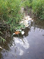Die Zorge als Müllkippe und Toilette Bild: Die Zorge als Müllkippe und Toilette