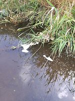 Die Zorge als Müllkippe und Toilette Bild: Die Zorge als Müllkippe und Toilette