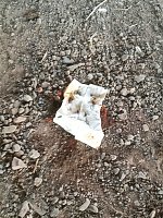 Die Zorge als Müllkippe und Toilette Bild: Die Zorge als Müllkippe und Toilette