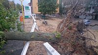 Bild: Unwetterschaden am Weinberg