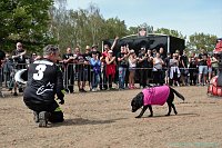 Bild: Emmenrausch am Stausee Kelbra