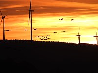 Bild: Die Vorboten flogen an