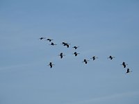 Bild: Die Vorboten flogen an