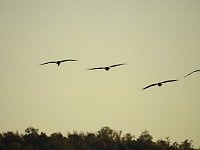 Bild: Die Vorboten flogen an