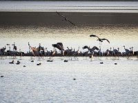 Bild: Die Vorboten flogen an