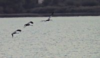 Bild: Kraniche am Stausee
