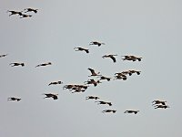 Bild: Kraniche am Stausee