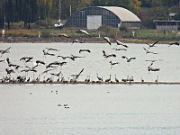 Bild: Kraniche am Stausee
