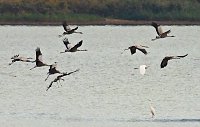Bild: Kraniche am Stausee