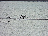 Bild: Kraniche am Stausee