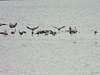 Bild: Kraniche am Stausee