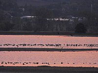Bild: Kraniche am Stausee