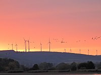 Bild: Kraniche am Stausee