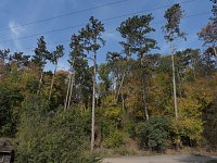 Bild: Herbstlicher Spaziergang