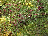 Bild: Herbstlicher Spaziergang