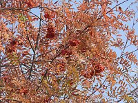 Bild: Herbstlicher Spaziergang