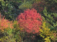 Bild: Herbstlicher Spaziergang