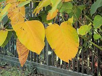 Bild: Herbstlicher Spaziergang