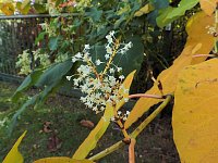 Bild: Herbstlicher Spaziergang