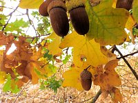 Bild: Herbstlicher Spaziergang