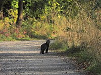 Bild: Herbstlicher Spaziergang