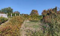 Bild: Farbenpracht auf dem Petersberg und in der Luft