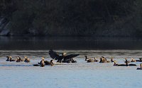 Bild: Eine Runde Kiesteich