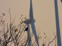 Bild: Eine Runde Kiesteich