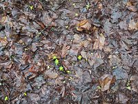 Bild: Die ersten Fr&uuml;hlingsboten?