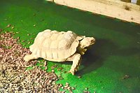 Reptilien Ausstellung Bild: Reptilien Ausstellung