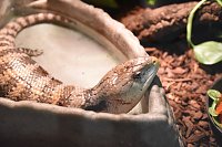 Reptilien Ausstellung Bild: Reptilien Ausstellung
