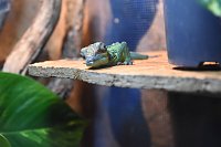 Reptilien Ausstellung Bild: Reptilien Ausstellung