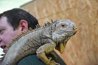 Reptilien Ausstellung Bild: Reptilien Ausstellung