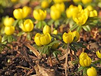 Bild: Fr&uuml;hbl&uuml;her im Park Hohenrode