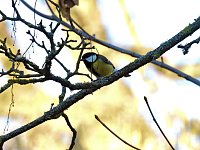 Bild: Fr&uuml;hbl&uuml;her im Park Hohenrode