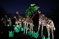 Bild: Lichtershow im Bergzoo Halle