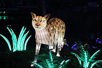 Bild: Lichtershow im Bergzoo Halle