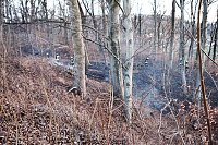 Bild: Fl&auml;chenbrand bei Gro&szlig;lohra