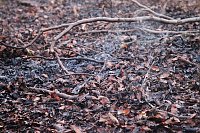 Bild: Fl&auml;chenbrand bei Gro&szlig;lohra