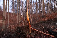 Bild: Fl&auml;chenbrand bei Gro&szlig;lohra