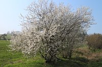 Bild: Fr&uuml;hjahrswanderung bei Auleben