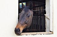 3. Hallenmeisterschaft Springreiten Bild: 3. Hallenmeisterschaft Springreiten