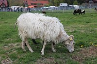 Bild: Harztorlauf und L&auml;mmerfest