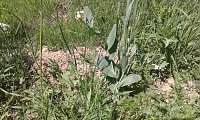 Bild: Seltene Ackerwildkrautart wiederentdeckt