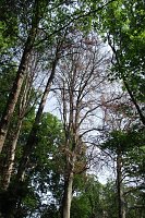 Bild: Im Stadtpark sterben B&auml;ume